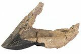 Rooted Triceratops Tooth - South Dakota #70134-3